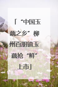 “中国玉藕之乡”柳州百朋镇玉藕抢“鲜”上市