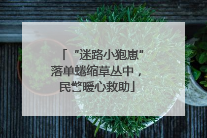 “迷路小狍崽”落单蜷缩草丛中，民警暖心救助