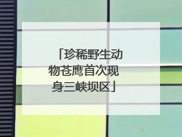 珍稀野生动物苍鹰首次现身三峡坝区