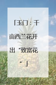 玉门：千亩西兰花开出“致富花”