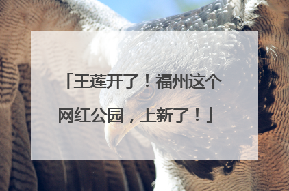 王莲开了！福州这个网红公园，上新了！