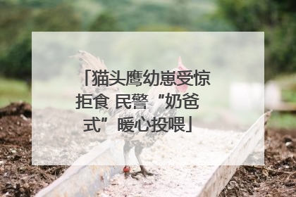 猫头鹰幼崽受惊拒食 民警“奶爸式”暖心投喂