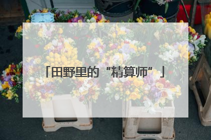 田野里的“精算师”