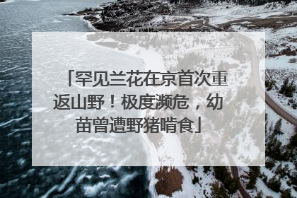 罕见兰花在京首次重返山野！极度濒危，幼苗曾遭野猪啃食