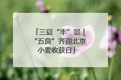 三夏“丰”景｜“五良”齐迎北京小麦收获日