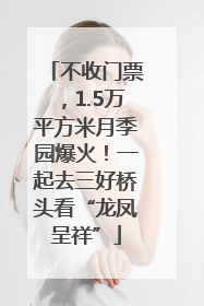 不收门票，1.5万平方米月季园爆火！一起去三好桥头看“龙凤呈祥”