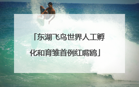 东湖飞鸟世界人工孵化和育雏首例红嘴鸥