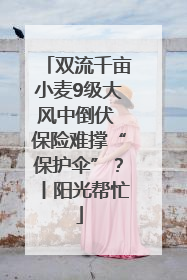 双流千亩小麦9级大风中倒伏 保险难撑“保护伞”？丨阳光帮忙