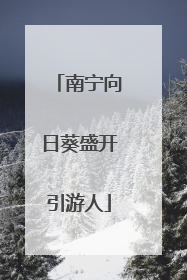 南宁向日葵盛开引游人