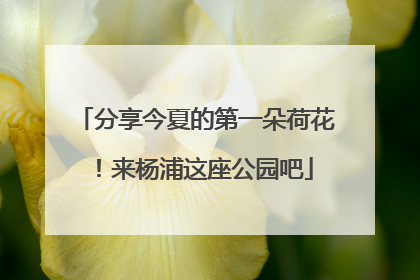 分享今夏的第一朵荷花！来杨浦这座公园吧