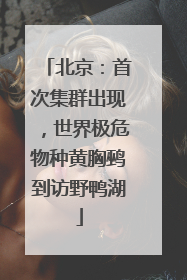 北京：首次集群出现，世界极危物种黄胸鹀到访野鸭湖