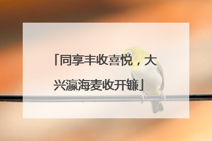 同享丰收喜悦，大兴瀛海麦收开镰