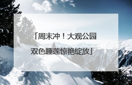 周末冲！大观公园双色睡莲惊艳绽放