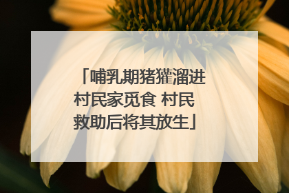 哺乳期猪獾溜进村民家觅食 村民救助后将其放生