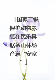 国家二级保护动物赤狐在民乐县锯条山林场产崽“安家”