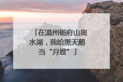 在温州杨府山奥水湖，我给黑天鹅当“月嫂”
