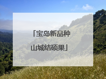 宝岛新品种 山城结硕果