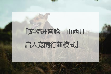 宠物进客舱，山西开启人宠同行新模式
