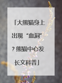 大熊猫身上出现“血洞”？熊猫中心发长文科普