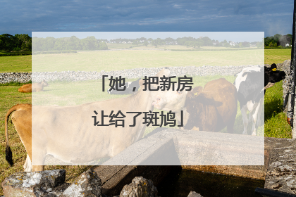 她，把新房让给了斑鸠