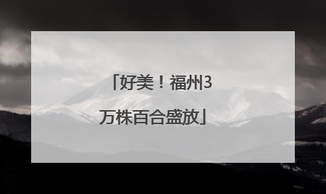 好美！福州3万株百合盛放