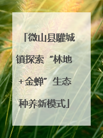 微山县驩城镇探索“林地+金蝉”生态种养新模式