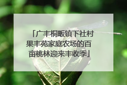 广丰桐畈镇下社村果丰苑家庭农场的百亩桃林迎来丰收季