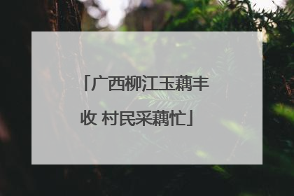 广西柳江玉藕丰收 村民采藕忙