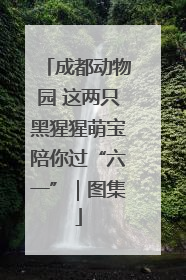 成都动物园 这两只黑猩猩萌宝陪你过“六一”｜图集