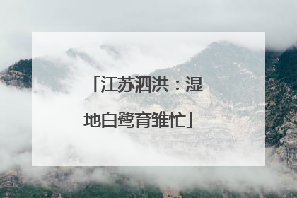 江苏泗洪：湿地白鹭育雏忙