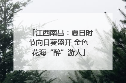 江西南昌：夏日时节向日葵盛开 金色花海“醉”游人