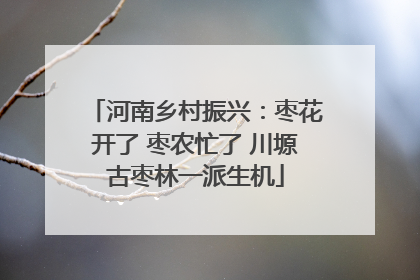 河南乡村振兴：枣花开了 枣农忙了 川塬古枣林一派生机