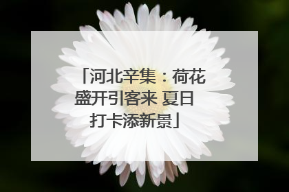 河北辛集：荷花盛开引客来 夏日打卡添新景