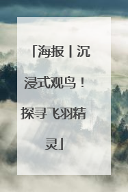 海报丨沉浸式观鸟！探寻飞羽精灵