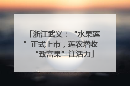 浙江武义：“水果莲”正式上市，莲农增收“致富果”注活力