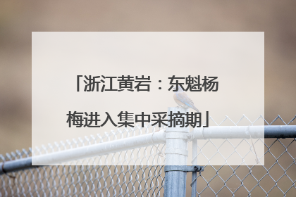 浙江黄岩：东魁杨梅进入集中采摘期