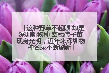 这种野草不起眼 却是深圳新物种 密穗砖子苗现身光明，近年来深圳物种名录不断刷新