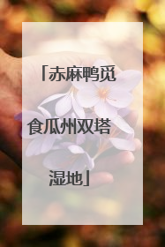 赤麻鸭觅食瓜州双塔湿地