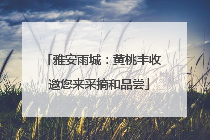 雅安雨城：黄桃丰收 邀您来采摘和品尝